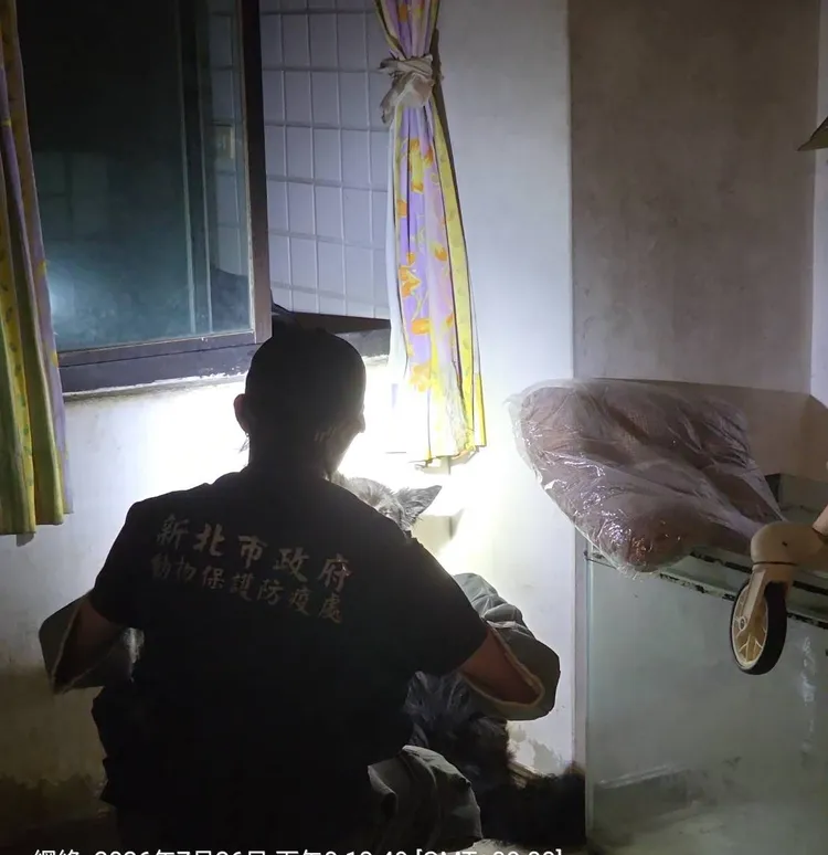 動保處人員正在稽查淡水租屋犬隻登記狀況。動保處提供