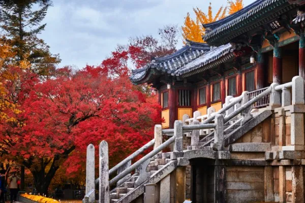 走訪世界文化遺產佛國寺，感受最具歷史韻味的秋日景致。可樂旅遊提供