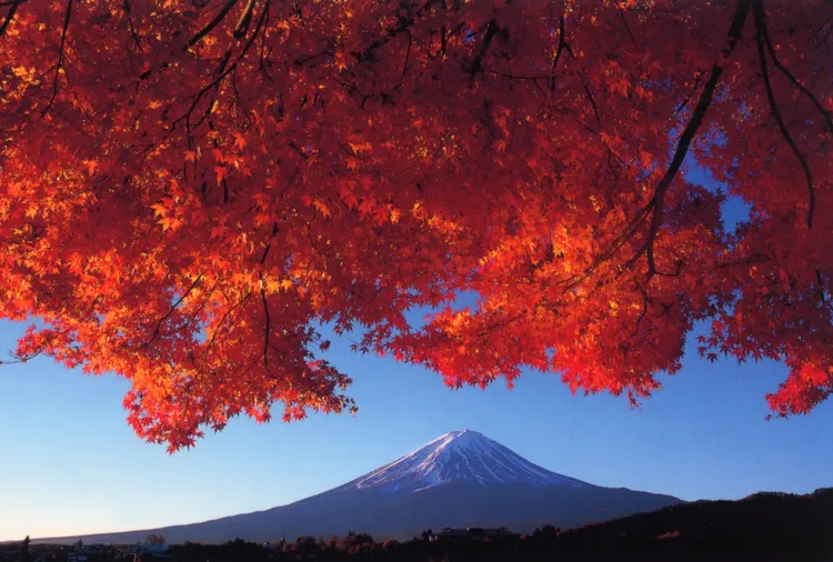 河口湖秋天楓葉轉紅，一次欣賞紅葉和富士山美景。可樂旅遊提供