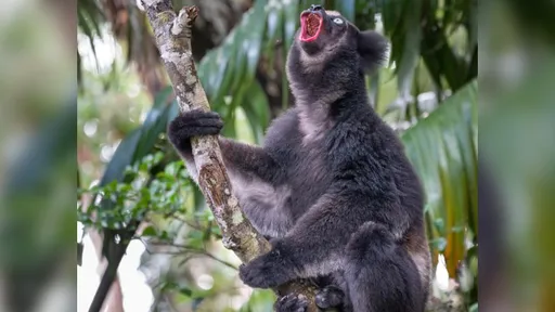 動物界帕華洛帝！牠天生歌神　飆高音竟自帶「音箱」