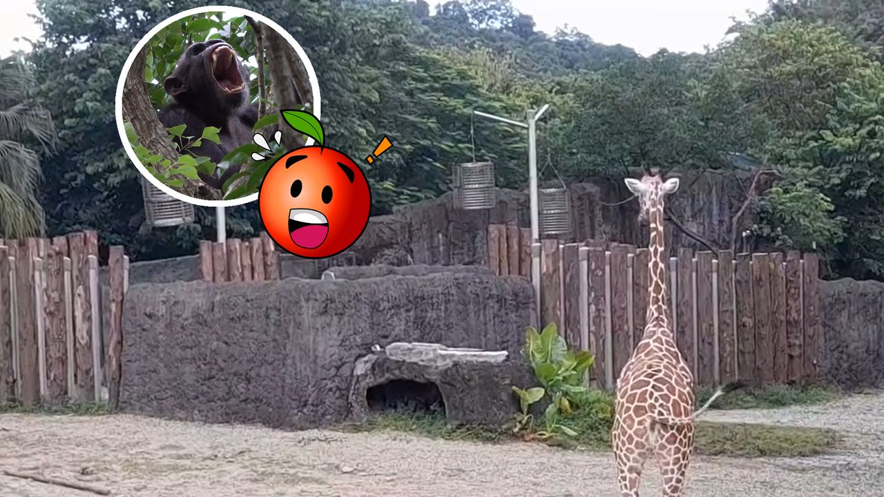 直擊|北動黑猩猩越獄 「登頂狂吼」嚇爛長頸鹿!5隻甩尾逃亡