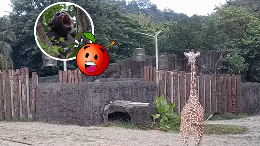 直擊｜北動黑猩猩越獄　「登頂狂吼」嚇爛長頸鹿！5隻甩尾逃亡