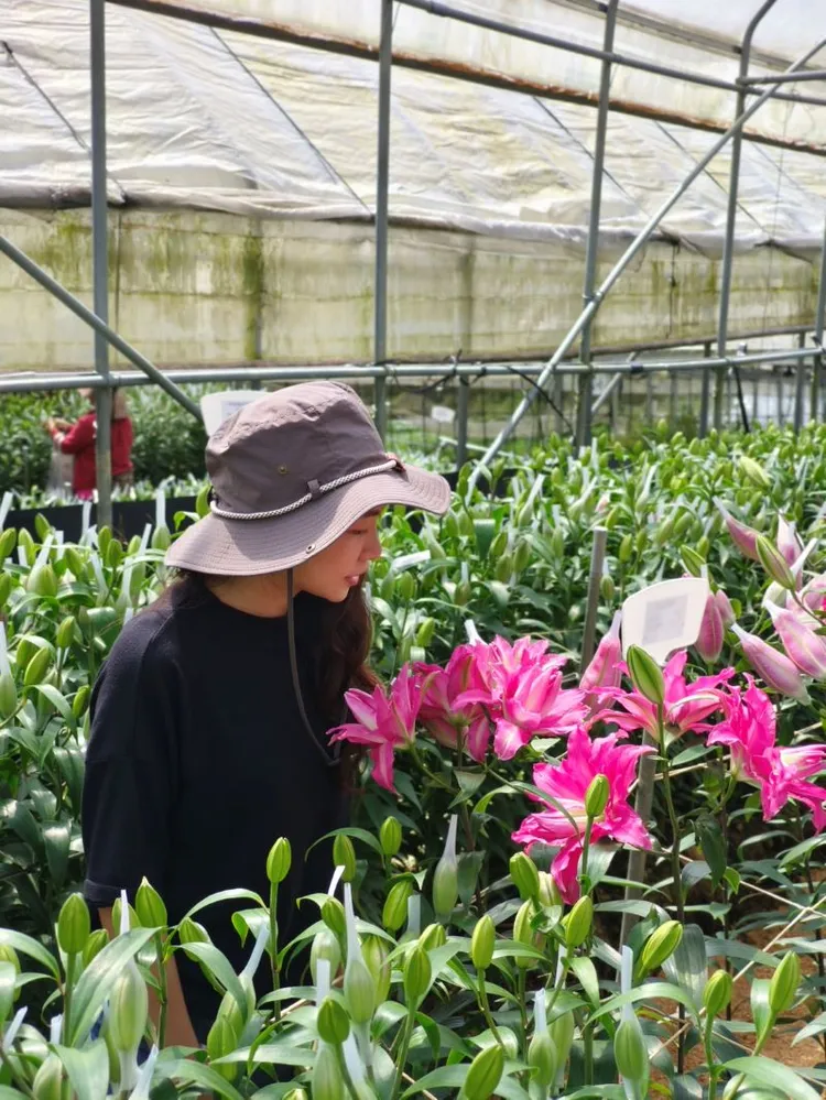 使用Taiwan Pass搭台鐵至嘉義，轉乘台灣好行阿里山線在湖底站下車，還可順遊樂野村百合花園。百合花季2026年10/1至11/1將引進50多種荷蘭百合花品種。阿里山賓館提供