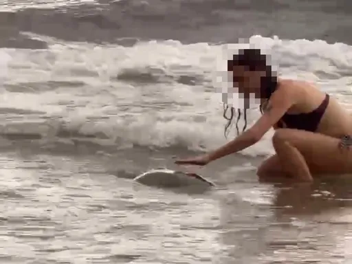 小琉球傳外籍遊客碰觸海龜！海巡迅速查處依法送辦