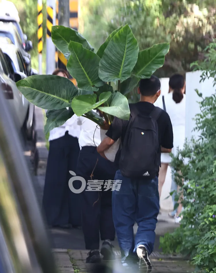 園藝業者將大型植栽抱進會場為張清芳祝壽。特勤中心攝