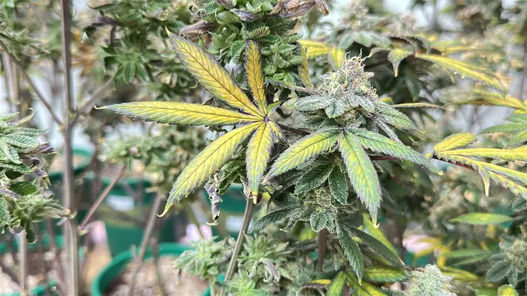 查扣的大麻。少年隊提供