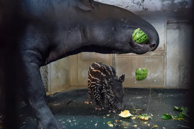馬來貘寶寶跟著媽媽Putri取食西瓜。北市動物園提供