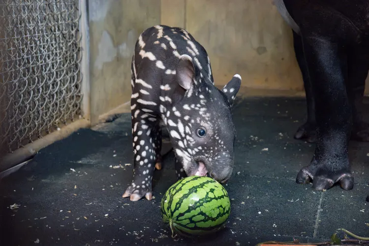 馬來貘寶寶試探地張嘴觸碰西瓜。北市動物園提供