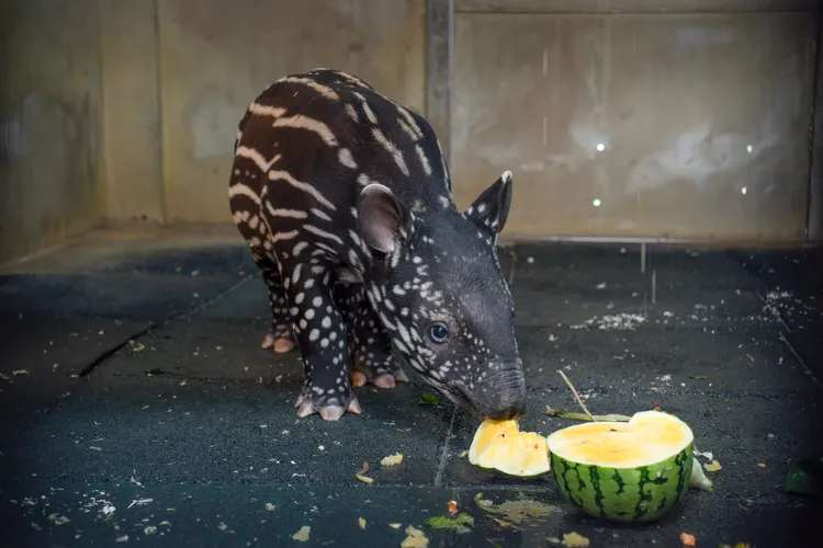 西瓜碎成小塊後，馬來貘寶寶也嘗試了幾口。北市動物園提供