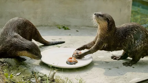 動物也要過中秋！水獺吃鮮蝦月餅、藪貓烤肉萌翻天