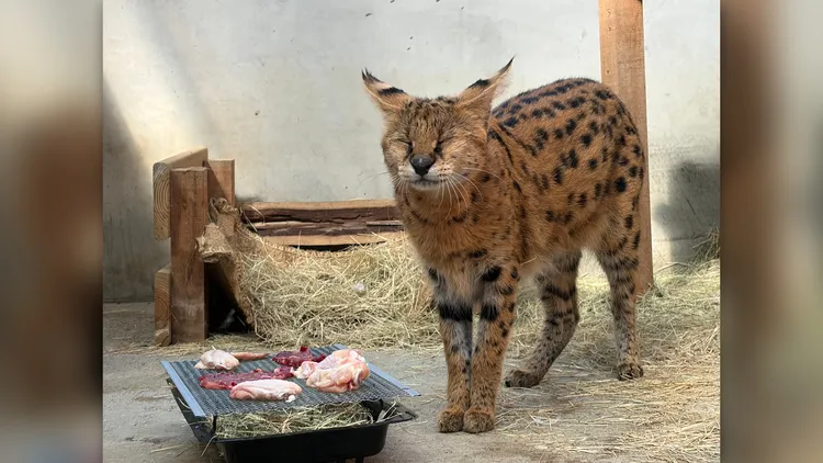 藪貓的肉肉大餐搭配迷你烤肉架，讓動物也有滿滿過節儀式。頑皮世界提供