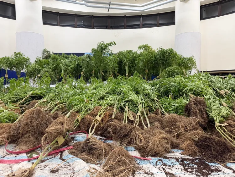 警方查獲大量大麻植株。翻攝畫面