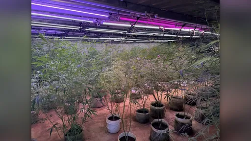 北投父子經營「農場」掩護大麻園！雇移工看門...5人遭起訴