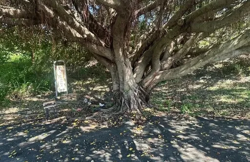 蘆洲堤外便道男子倒臥樹下大量失血！警消搶救仍不治　現場留美工刀、汽油
