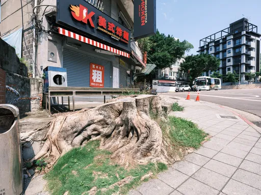 民眾轉發砍樹文竟被蔣萬安市府提告！沈伯洋喊扯：解決提出問題的人