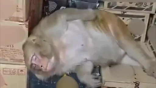 影｜醉後不理！潑猴大鬧酒鋪　咬傷老闆後乾了伏特加