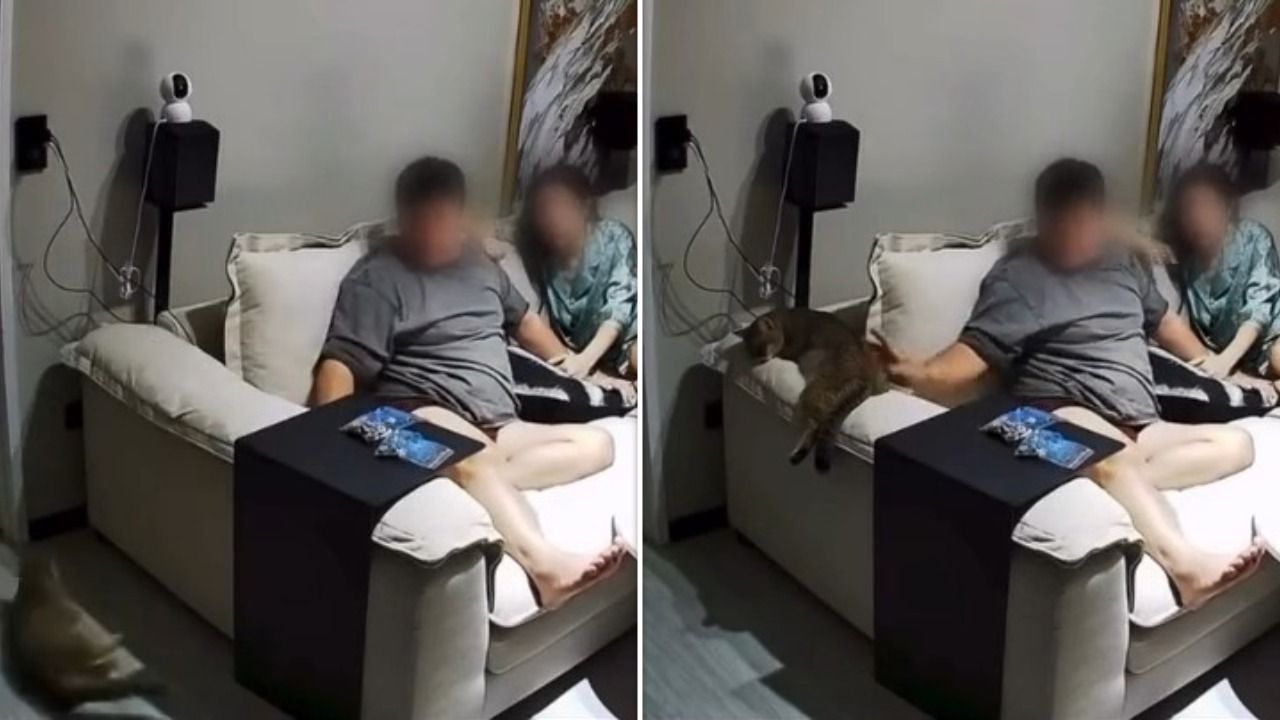 把熟睡的貓推下沙發!塩酥雞店被刷一星負評 業者喊冤:他已離職