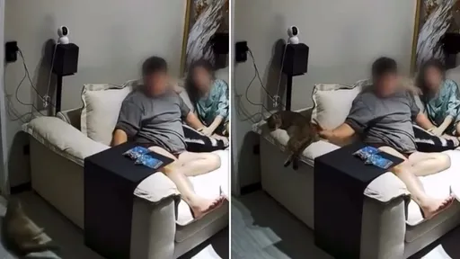 把熟睡的貓推下沙發！塩酥雞店被刷一星負評　業者喊冤：他已離職