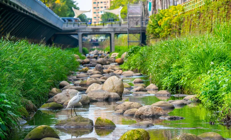 中和藤寮坑溝三面光渠道改造為近自然河川，生態回來了。水利局提供