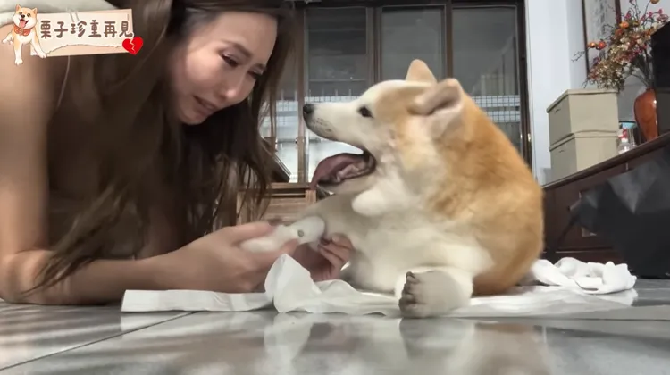 薔薔悲痛送別16歲愛犬栗子。翻攝薔薔YT