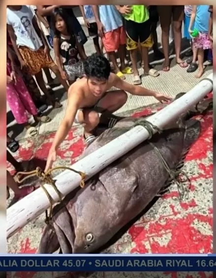 成人和石斑魚對比。GMA