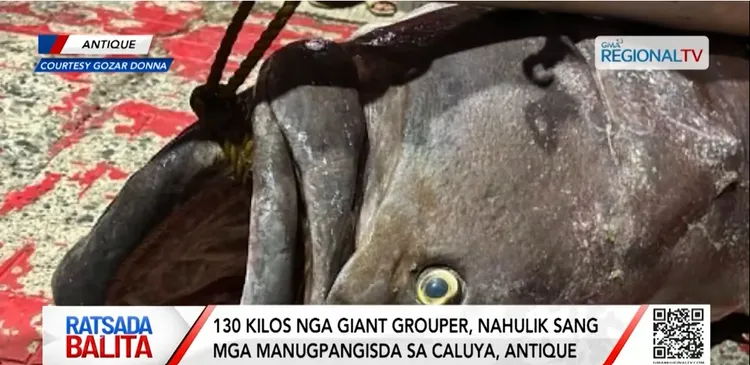 石斑魚特寫。GMA