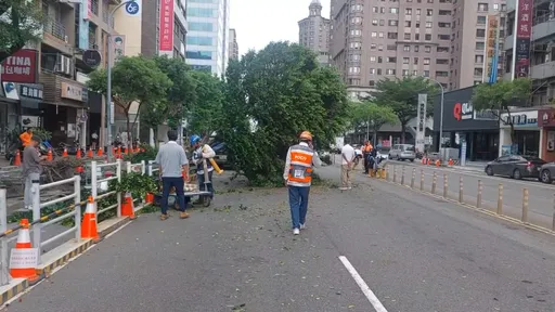 桃園路樹倒塌砸中小客車　擋風玻璃秒碎裂幸無人傷