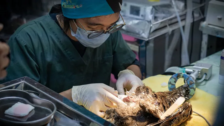 野生動物獸醫郭昱德坦言雖然無法靠工作賺大錢，但內心充滿喜悅。公視提供