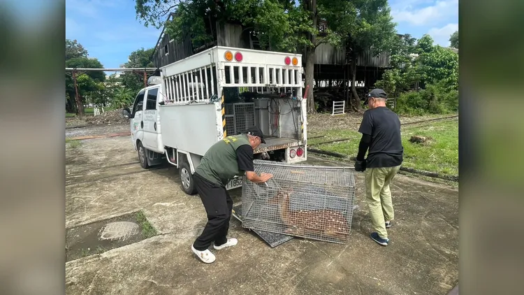 小花「放風」整整6小時，總算被捕獲，後續將由飼主領回。民眾提供