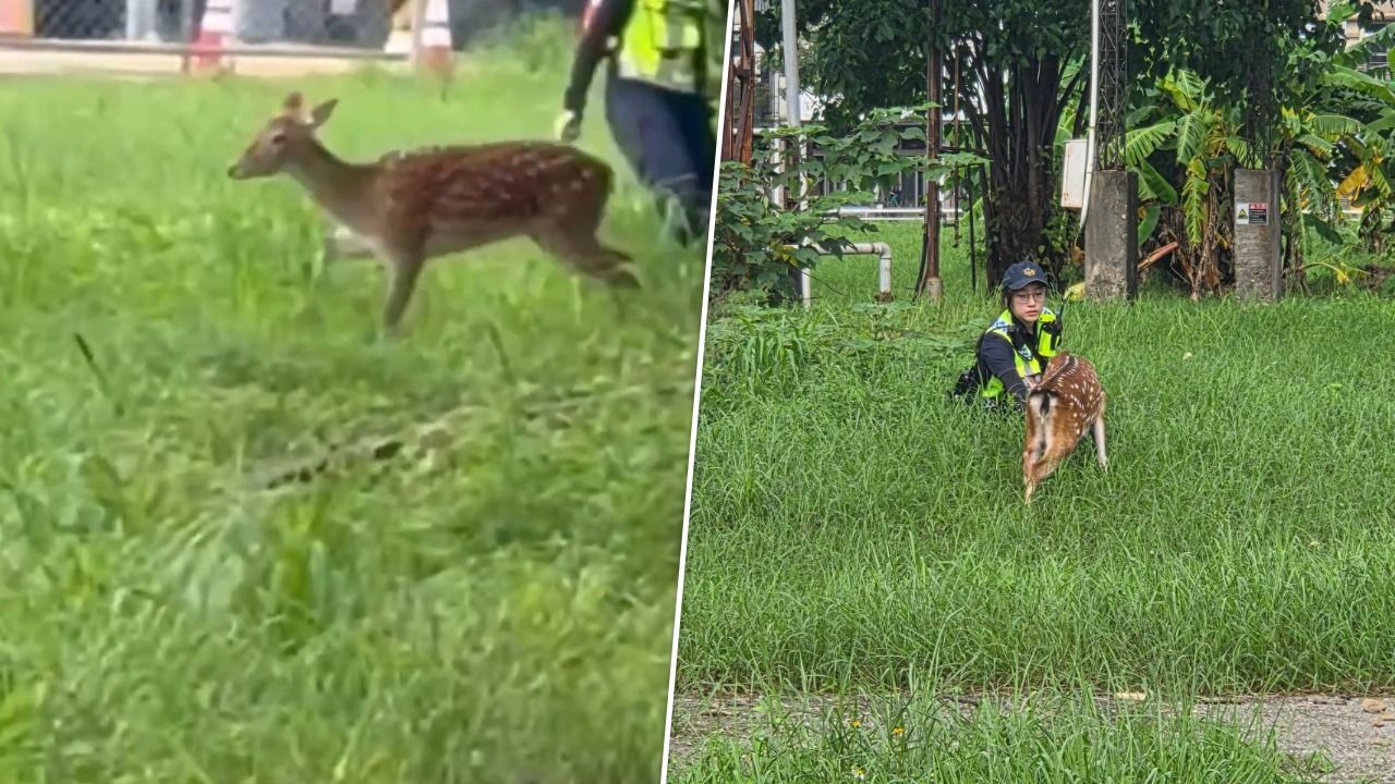 凌晨3點高雄街頭驚見梅花鹿!「小花」迷途趴趴走 警察叔叔護送回家