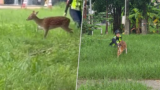 凌晨3點高雄街頭驚見梅花鹿！「小花」迷途趴趴走　警察叔叔護送回家