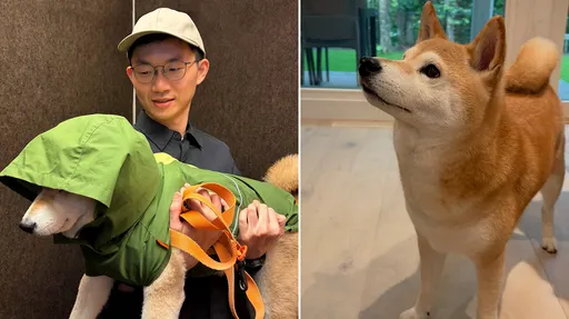 視網膜愛犬日本被誣賴梯廳亂尿不擦！他氣炸二度回信戰管理室
