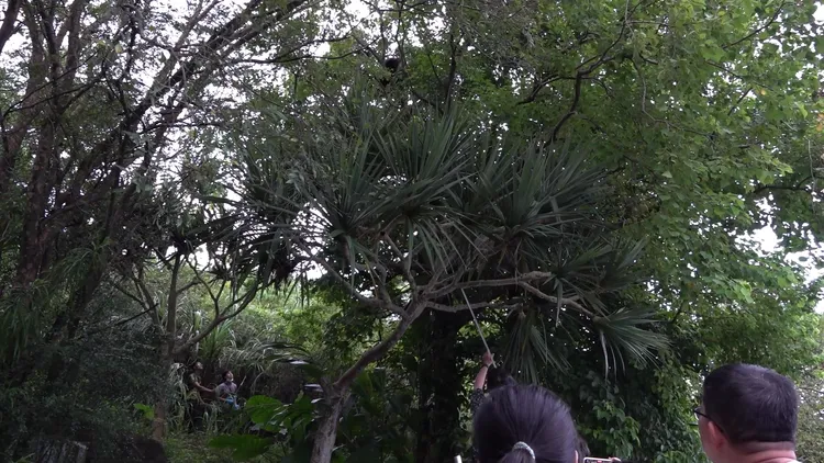 黑猩猩脫逃，動物園獸醫使用吹箭將黑猩猩麻醉後帶回。北市動物園提供