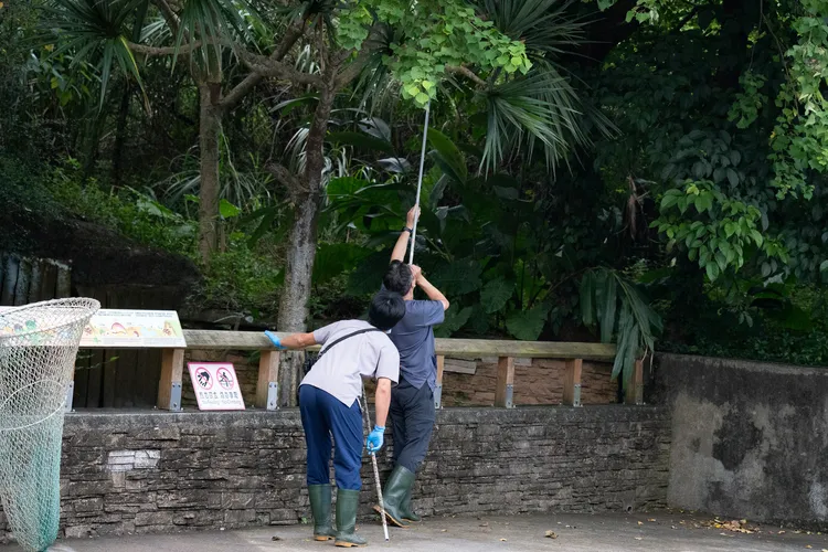 獸醫團隊至現場進行吹箭麻醉，順利帶回兩隻黑猩猩。北市動物園提供