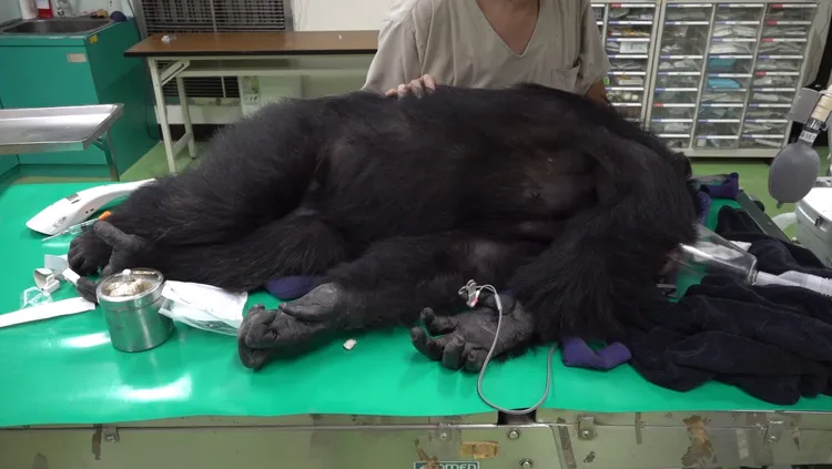 獸醫檢查黑猩猩小強身體狀況。北市動物園提供