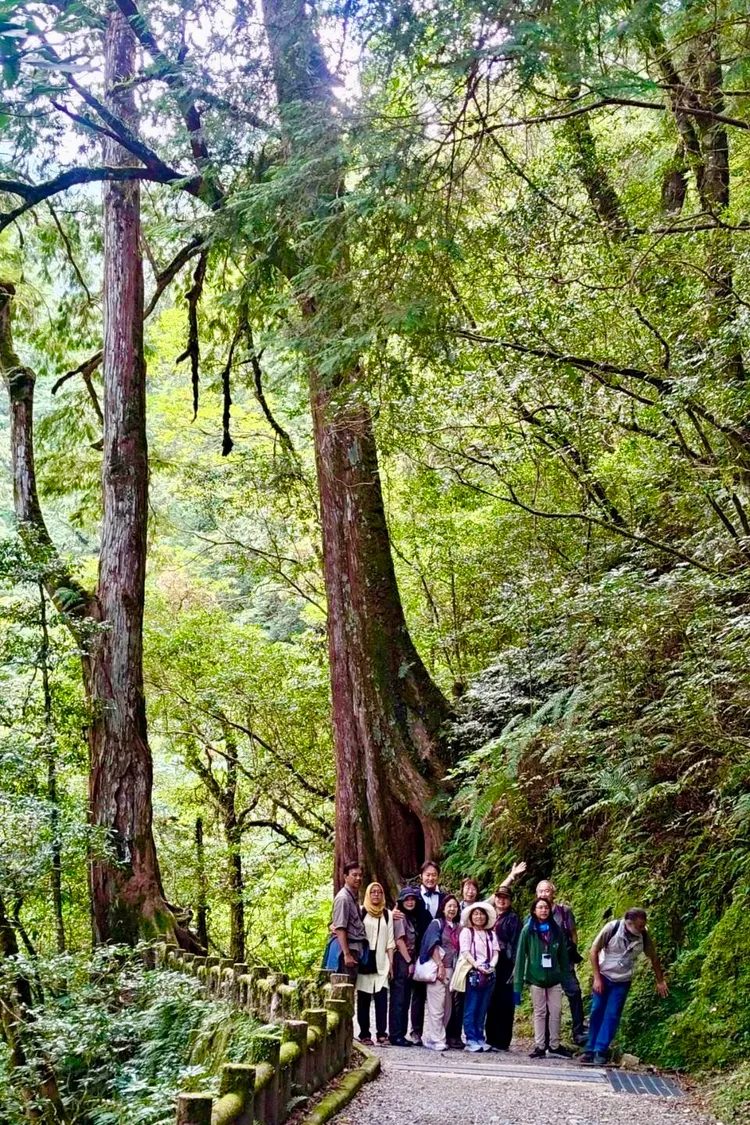 國際生態旅遊代表走訪拉拉山巨木群，與千年巨木合影，感受北橫珍貴森林生態。觀光局提供