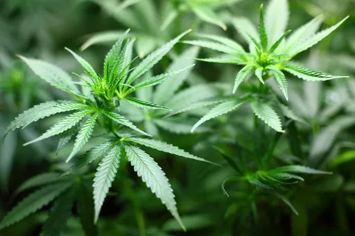 幫陌生人匯不到9千元竟惹上大麻案！　法官查出關鍵細節判她無罪