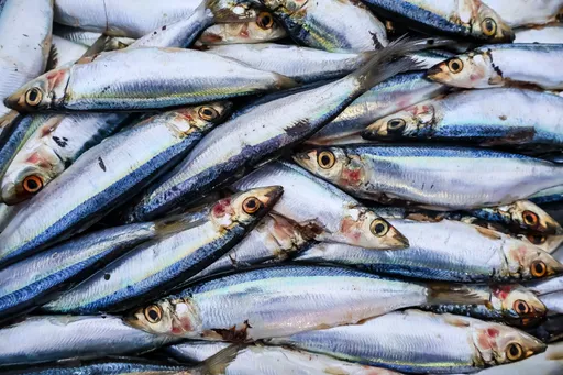 每週吃200公克沙丁魚　研究：糖尿病高風險大降近8成