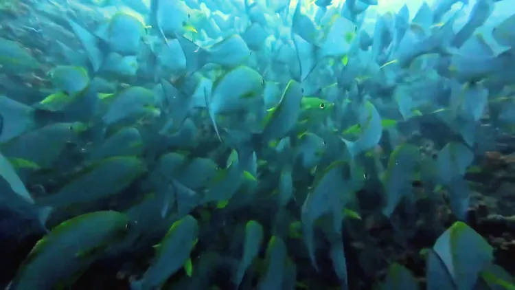 澎湖南方四島國家公園是世界級潛點，有百萬條魚形成的魚流瀑布。葉生弘提供