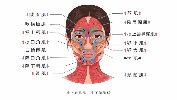 上升肌群力量不足，輪廓撐不上去；下降肌群張力過強，輪廓則被持續往下帶。