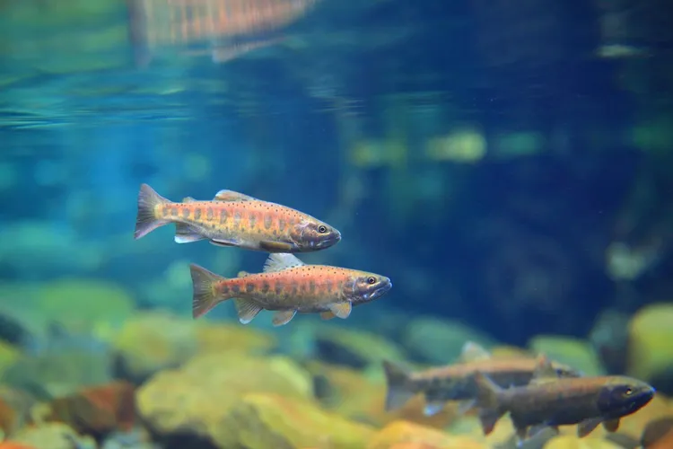 放流魚已成長為健康成魚並已有第二性徵。雪管處提供