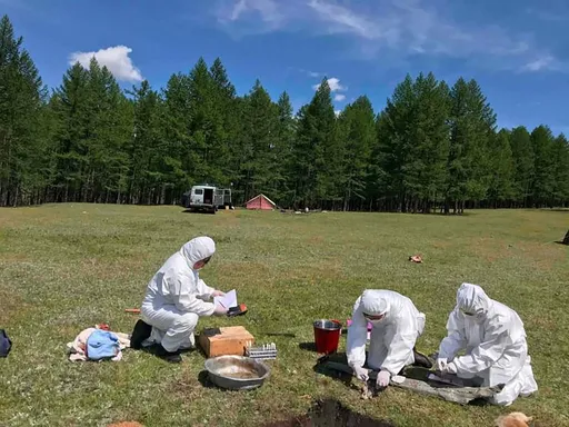 鼠疫擴散中國？網傳內蒙、河南淪陷　上海、重慶也爆病例