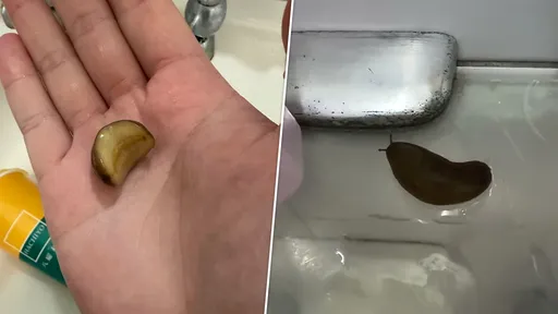 手搖飲喝完竟倒出「會動的活蛞蝓」　他嚇到連夜掛急診！八曜和茶致歉