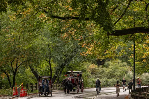 150年傳統要沒了！紐約中央公園馬車喊卡　車夫崩潰：怎麼活？