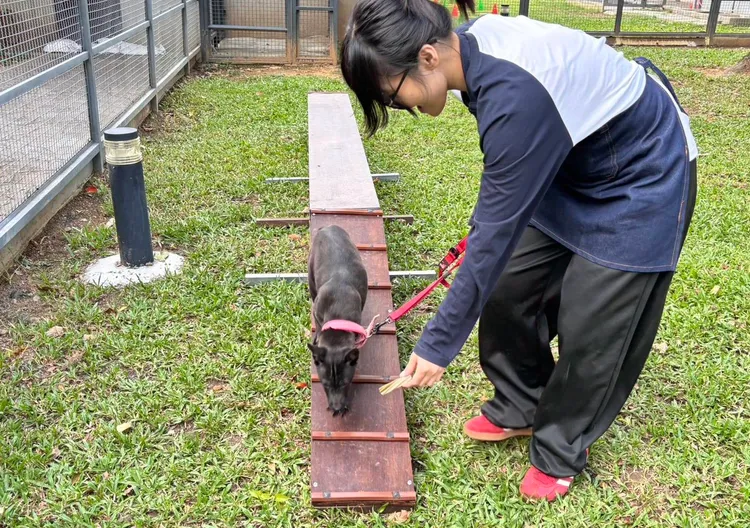 桃園雙十節首辦毛孩「雙鐵三項」。農業局提供