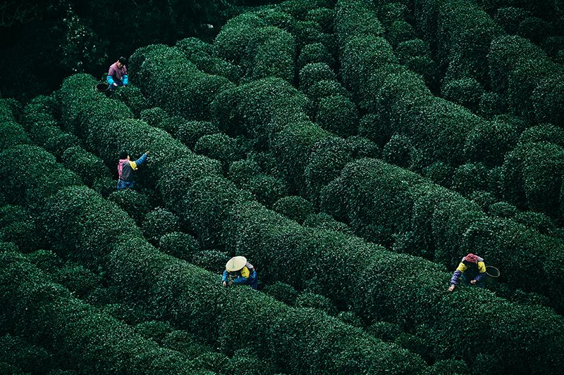 壹蘋派生活美語 好茶不怕火煉 苦盡甘來的溫潤焙茶