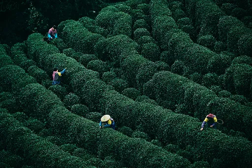 壹蘋派生活美語　好茶不怕火煉　苦盡甘來的溫潤焙茶