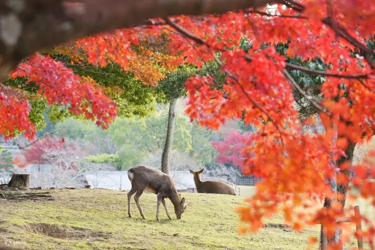 旅客可透過京都奈良一日遊穿梭千年古都與以鹿為靈魂的城市。業者提供