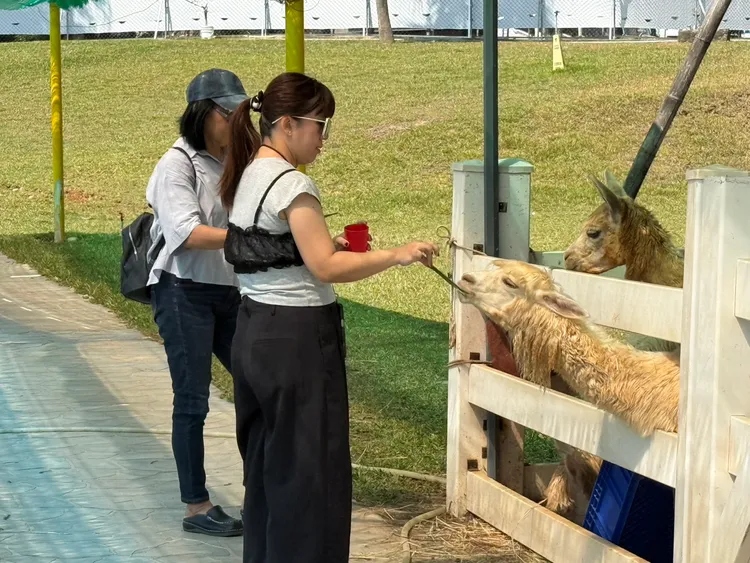 美樂地親子農場讓親子近距離體驗萌寵餵食樂趣。業者提供