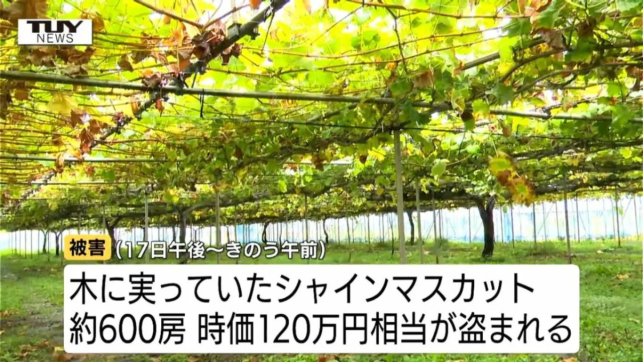 600串麝香葡萄一夕被偷光 日8旬老農難過到只吐出一句話